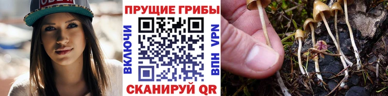 Галлюциногенные грибы MAGIC MUSHROOMS  наркошоп  МЕГА ТОР  Новодвинск 